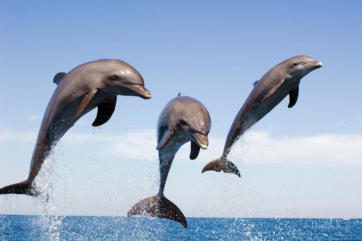 3 dolphins jumping out of the ocean