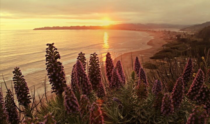 Plants and shrubs on a cliff overlooking San Francisco beach during a sunset in the distance