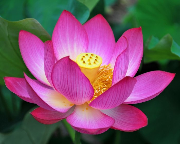 Flor de loto vibrante rosa violáceo que se abre al estigma