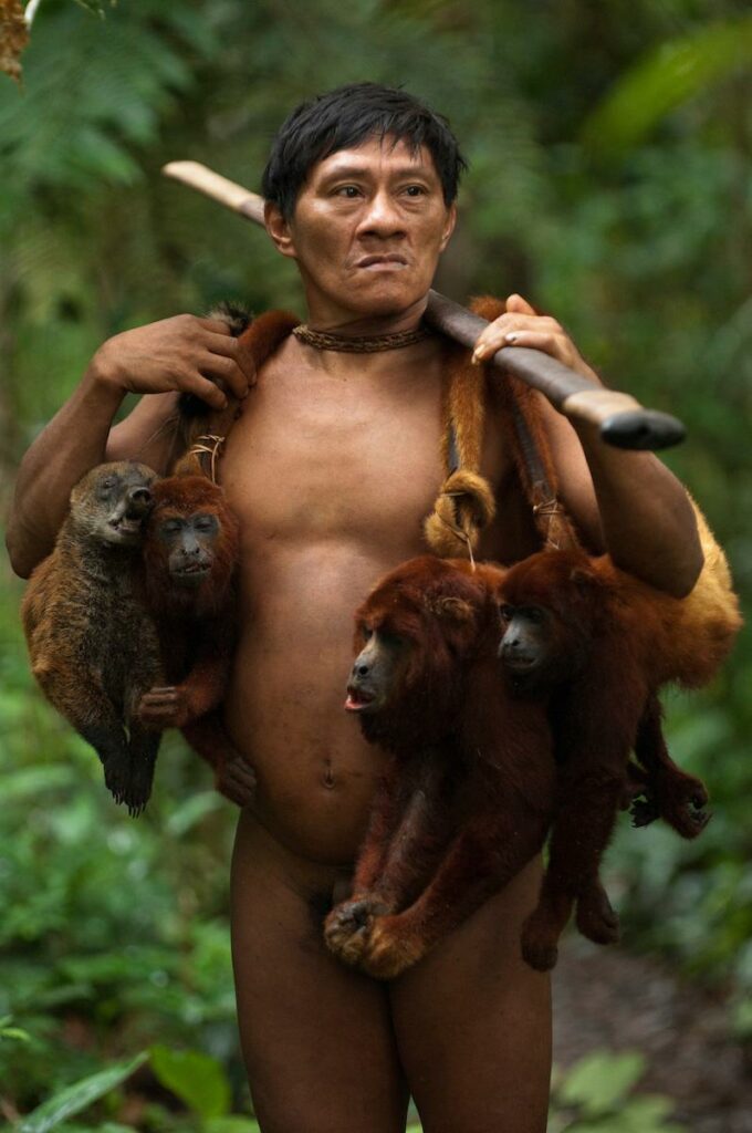 The Huaorani people in the Ecuadorian rainforest hunt monkeys by climbing trees and shooting them with blowpipes.