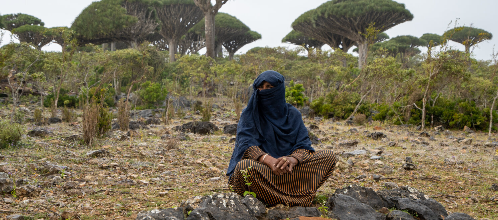 A Socotri bedouin woman looks on from on top of the Firhmin Forest in central Socotra.