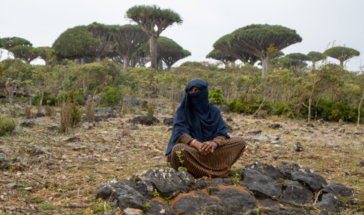 სოკოტრის ბედუინი ქალი უყურებს სოკოტრას ცენტრში მდებარე ფირმინის ტყის ზემოდან.
