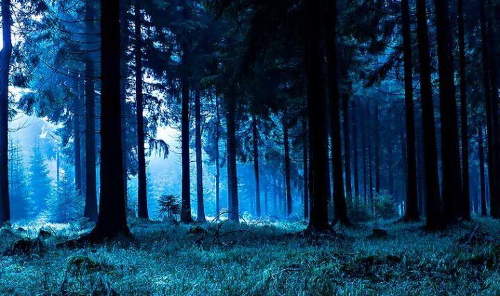 The Black Forest at night, with the moon shining blue light onto the trees and the forest floor.