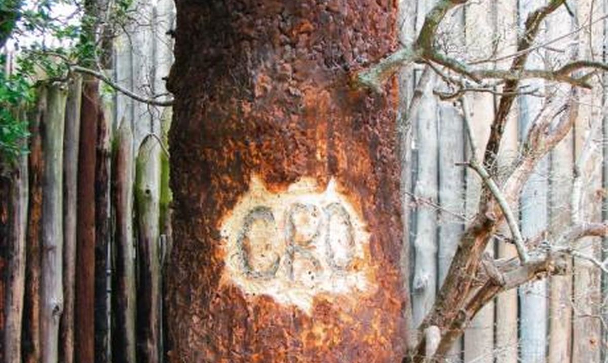 CRO tree found at the lost colony