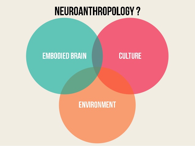 ვენდიაგრამი სახელწოდებით "ნეიროანთროპოლოგია?" სამი წრით, ერთს ეტიკეტი "განსახიერებული ტვინი", მეორე "კულტურა" და მესამე "გარემო"