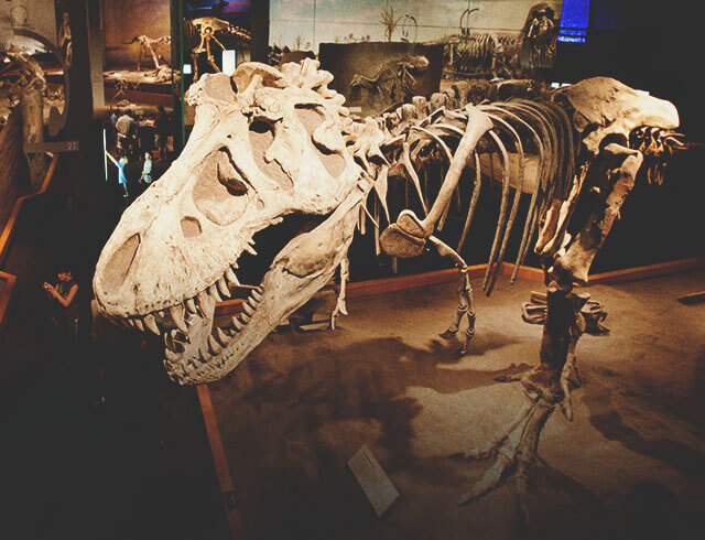 The fossil of a Tyrannosaur on display at the Royall Tyrell musuem. The dinosaur's entire body is visible