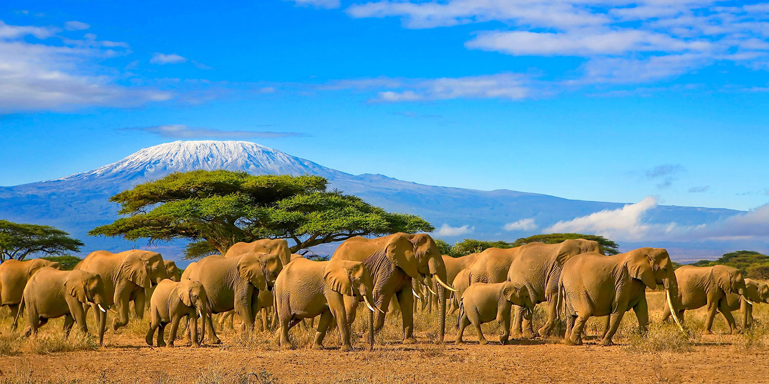 African Elephants in Kenya