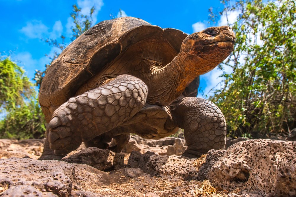 Giant tortoise only found in the Galapagos Islands