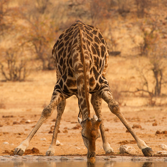 giraffe drinking from a watering hole