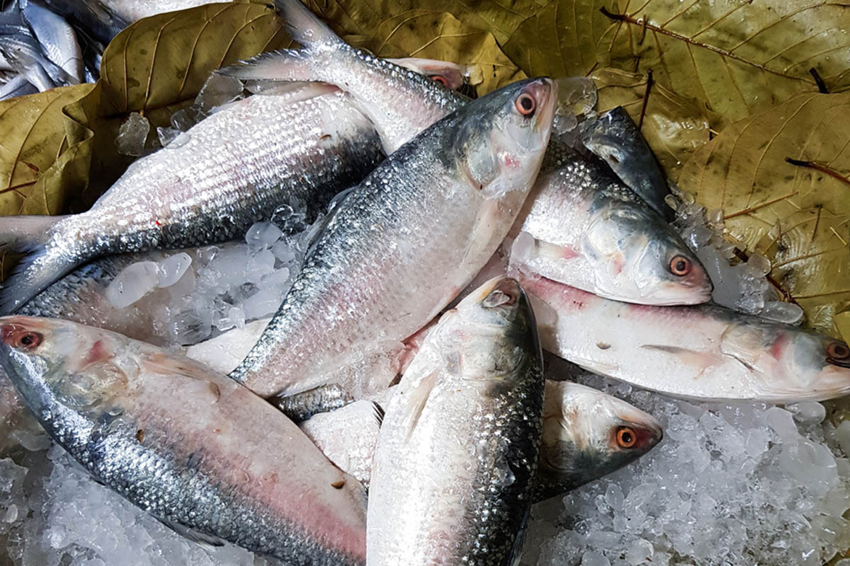 silvery white plump hilsa fishes