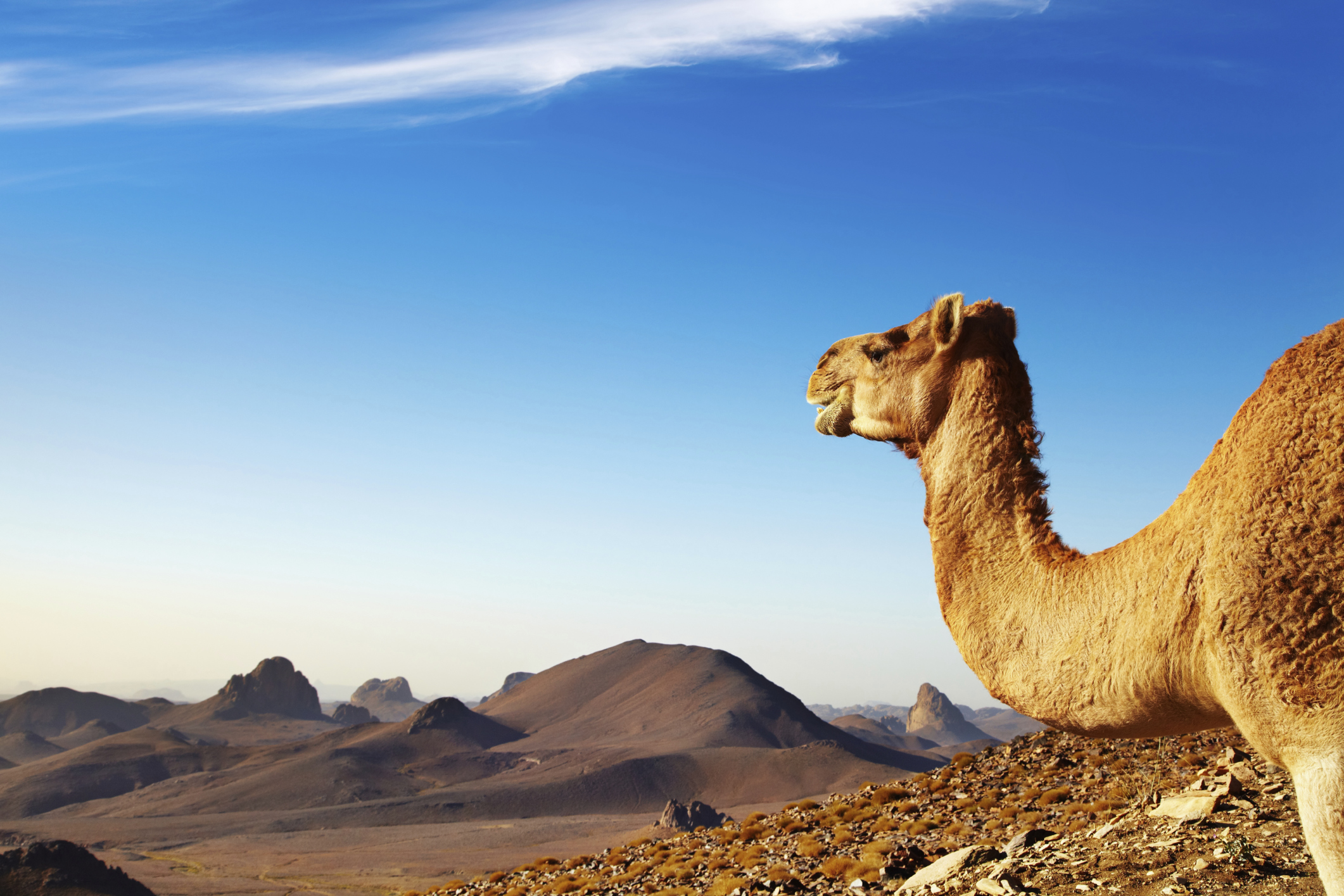 Algerian backgrop with Camel in the Sahara Desert