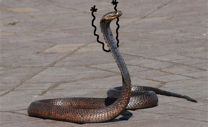 A snake with arms