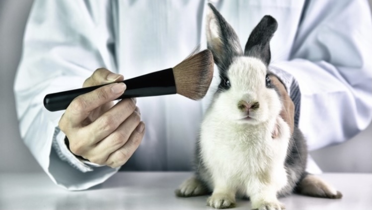 a rabbit with laboratory worker who put the brush toward the rabbit