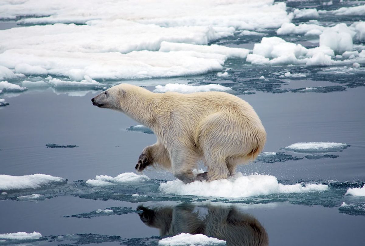 A heart-wrenching picture of a polar bear stranded on melting ice sr