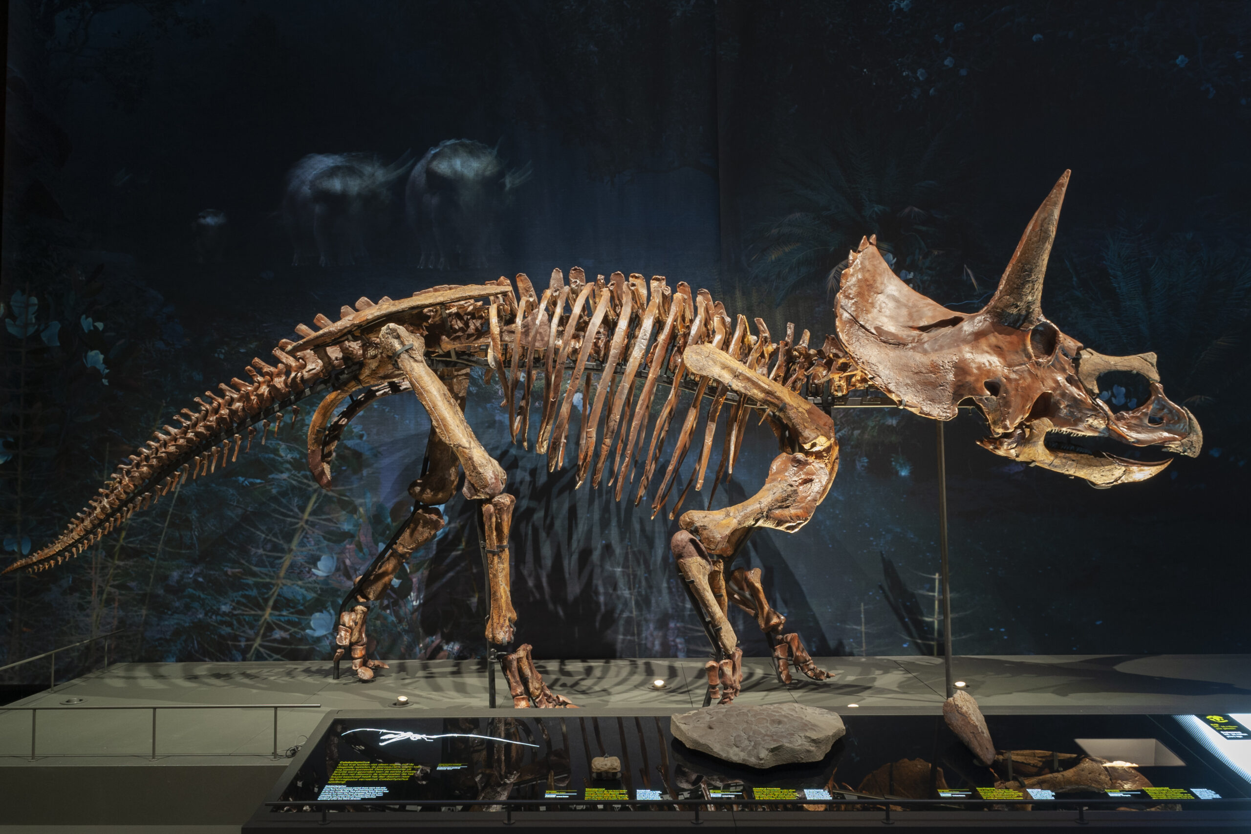 Triceratops დინოზავრის ჩონჩხი