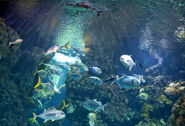 Тропически аквариум в DJibuti