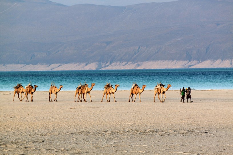 Камили, разхождащи се в пустинята