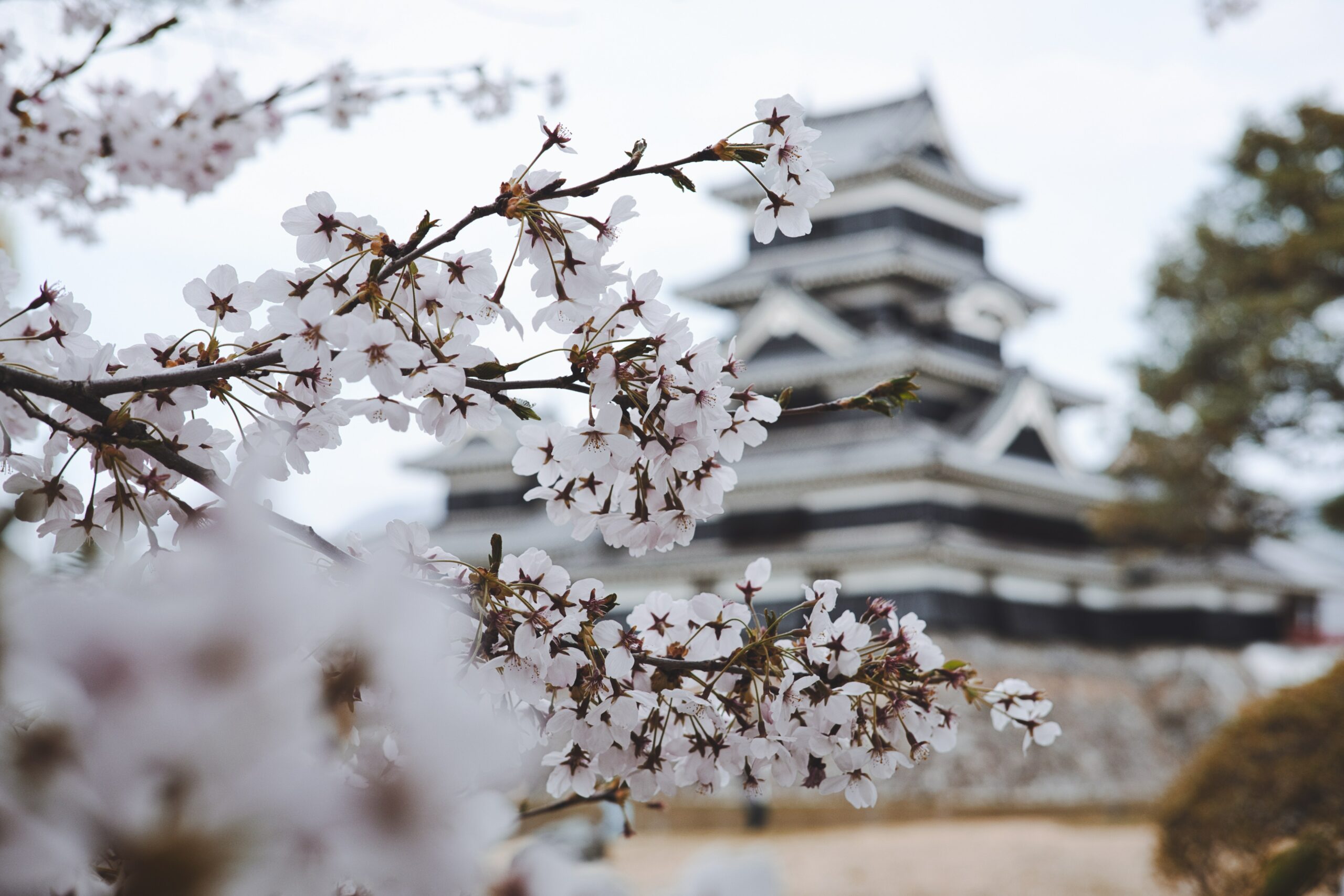 A cherry blossom in front of a traditional Japanese building