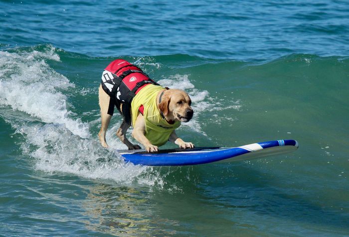 Honden surfen