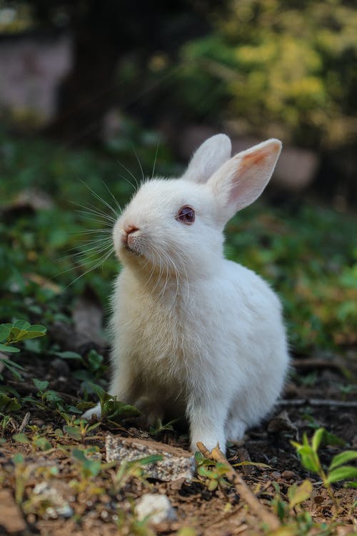 " White Rabbit in the bush , social issue