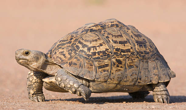 Tortoise tribe walking slow on the road, leader, social culture, social issue