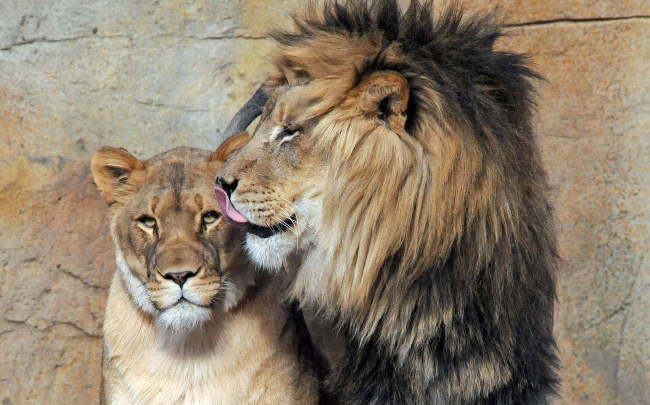 lion wallpaper a male lion licking a female lion, South Africa, Limpopo