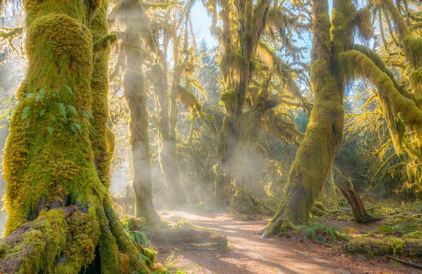 A beautiful mossy forest