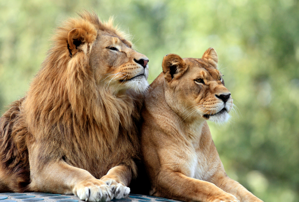Два лъва