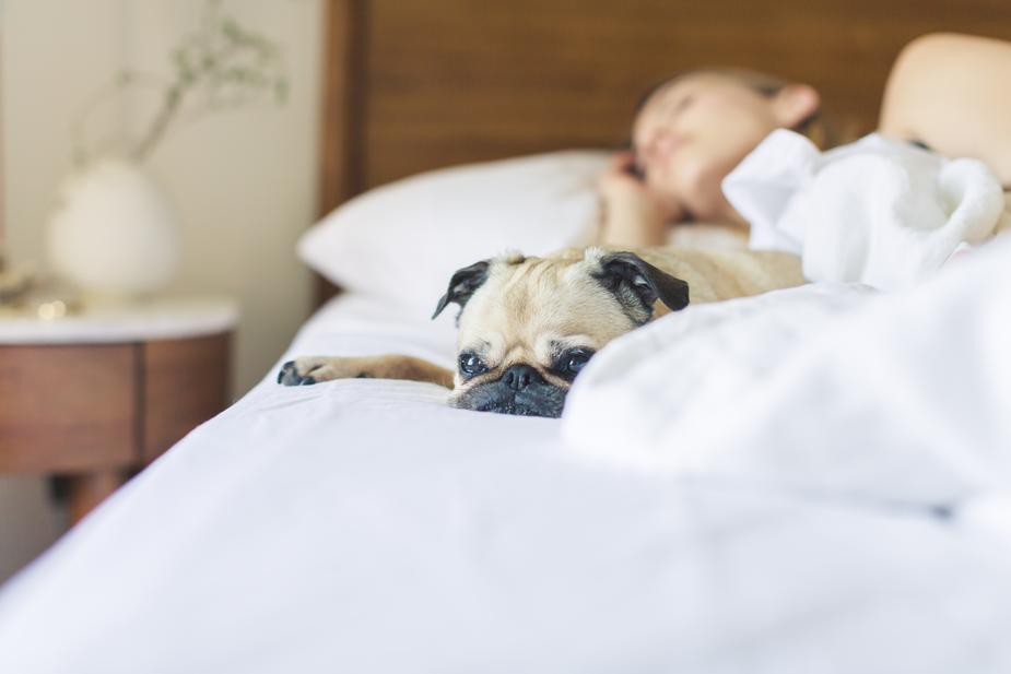 A pug and their owner taking a nap.