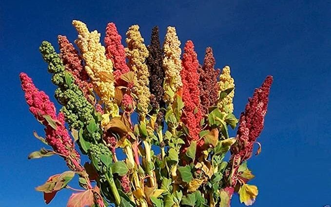 Dette billede viser en række quinoa med alle forskellige farver.