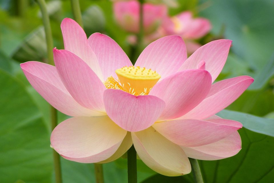 a beautiful pink petaled lotus