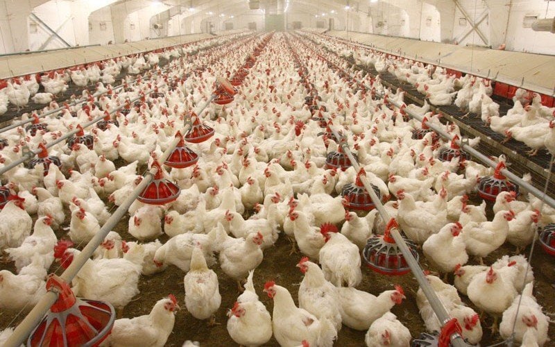 Стотици бели пилета, натъпкани в малко закрито пространство