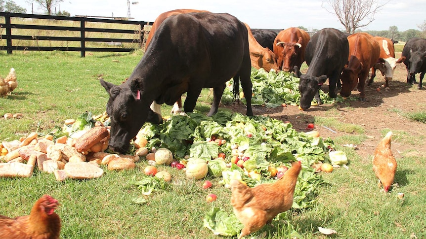 Крави в оградена зелена зона ядат зеленчуков компост от земята, заобиколени от пилета