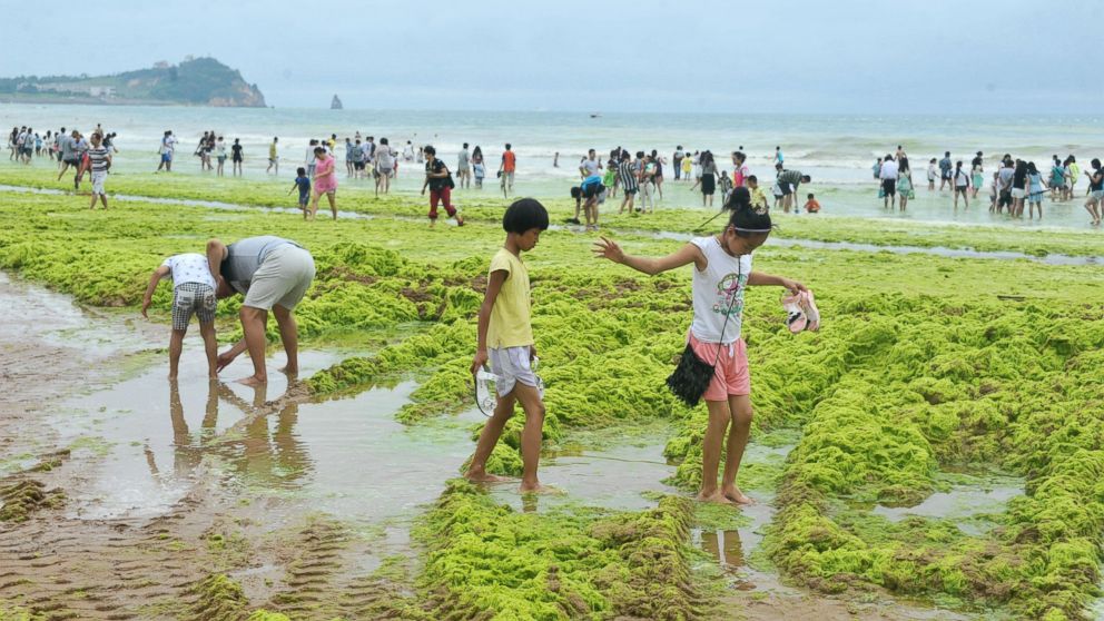 People on the beach in China walk along a sealine of green algae that has washed up on the shore in front of the waves.