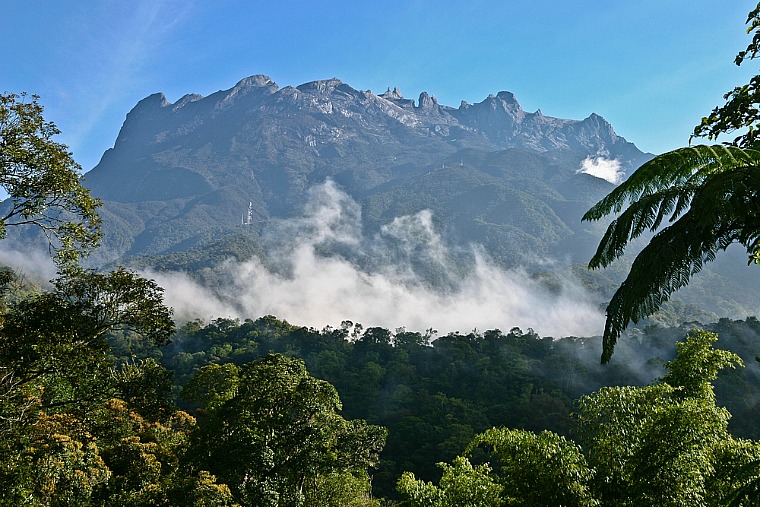 Сенник на дърветата в тропическите гори Кинабалу с мъгла и планина в далечината