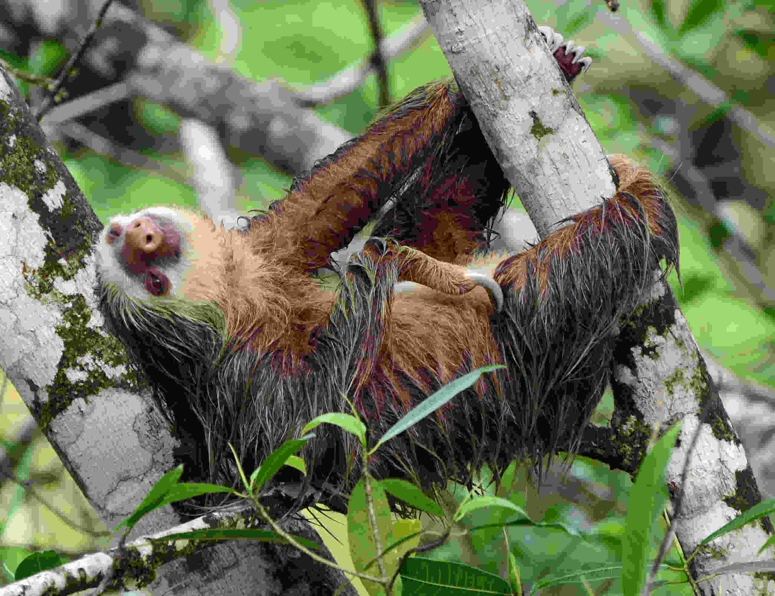 Ленивец се държи за клон на дърво, накланяйки главата си назад