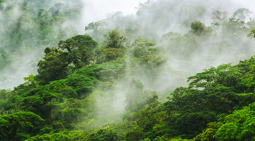 Мъгливи облаци се събират сред ярки зелени върхове на дървета