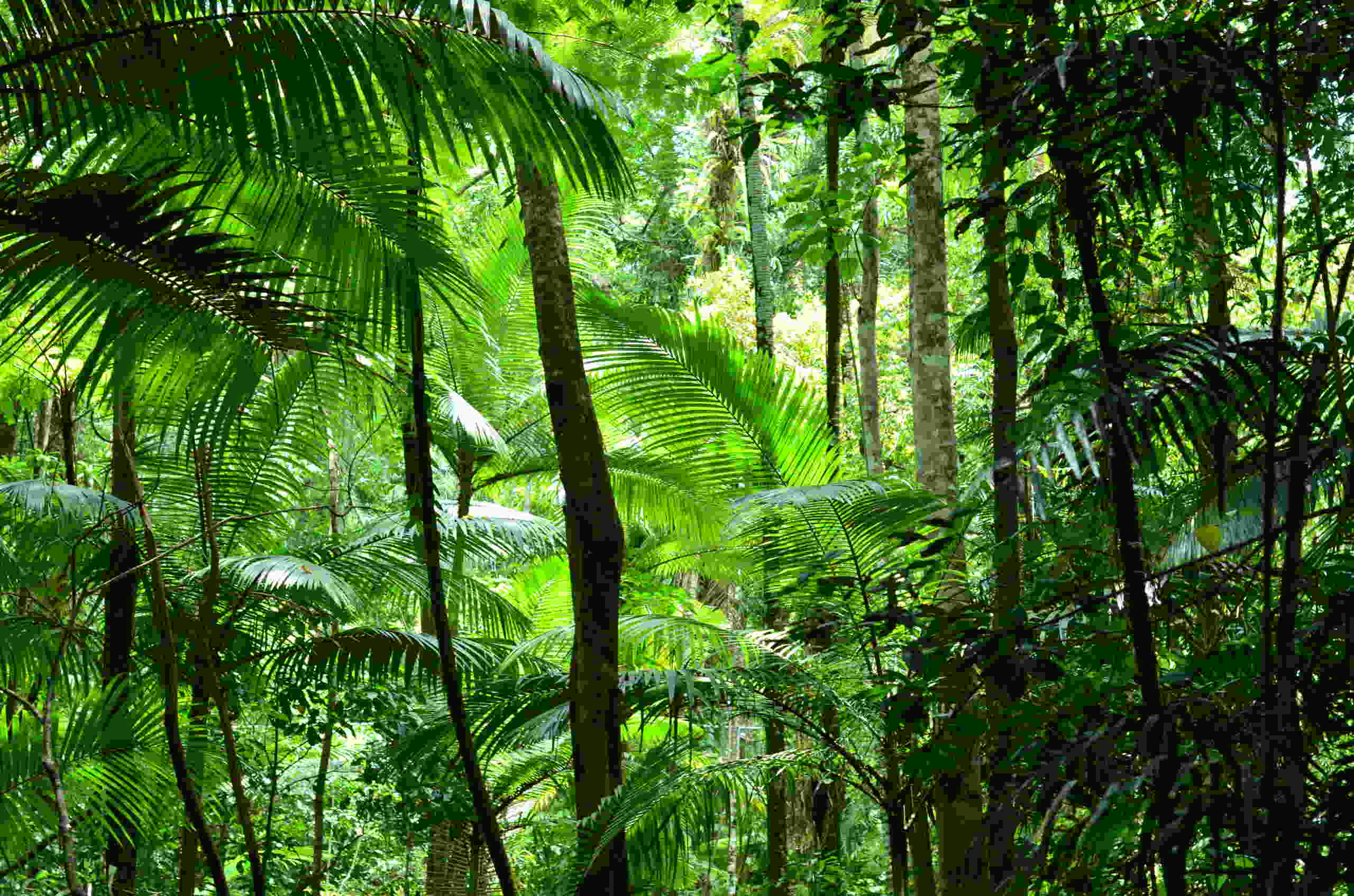 Тропически дървета поникват в тропическите гори Дейнтри