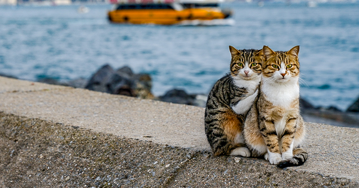 two cats cuddling together on the coastline facing the sea with their backs at the background aIstanbul looks vague