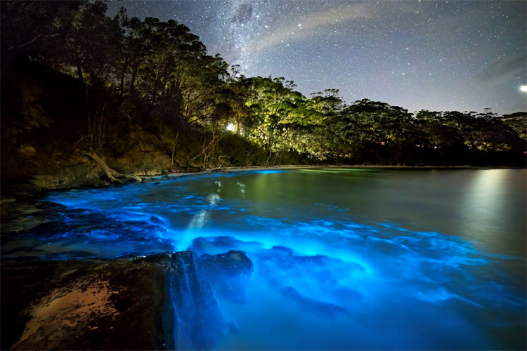 Foto af bioluminescens, der lyser blåt på kysten, omgivet af træer og mangrover om natten.