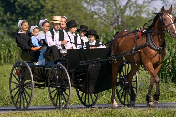 amish family riding a horse carriage