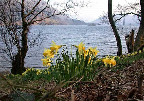 A photo of a group of daffodils growing by the side of a lake in the Lake District.