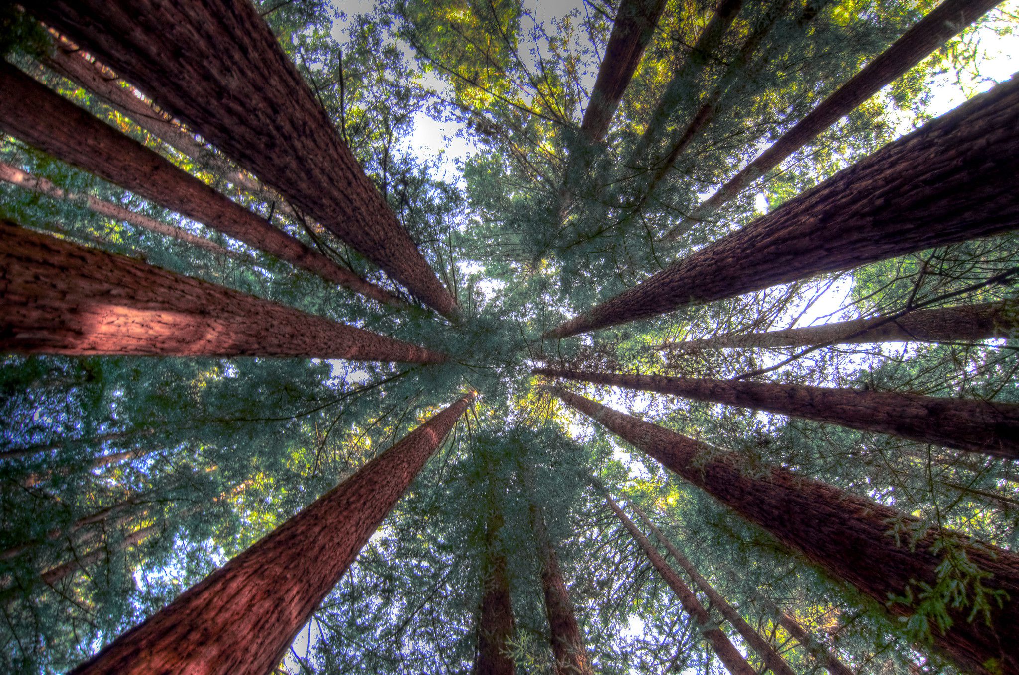 Redwoods ეროვნული პარკი