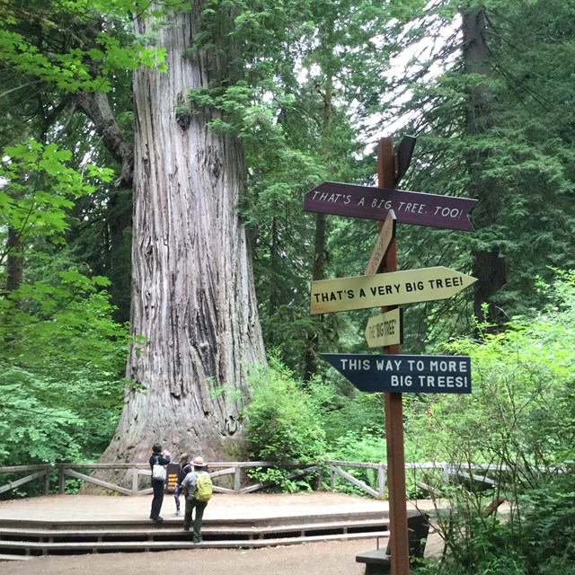 hiking redwoods national park