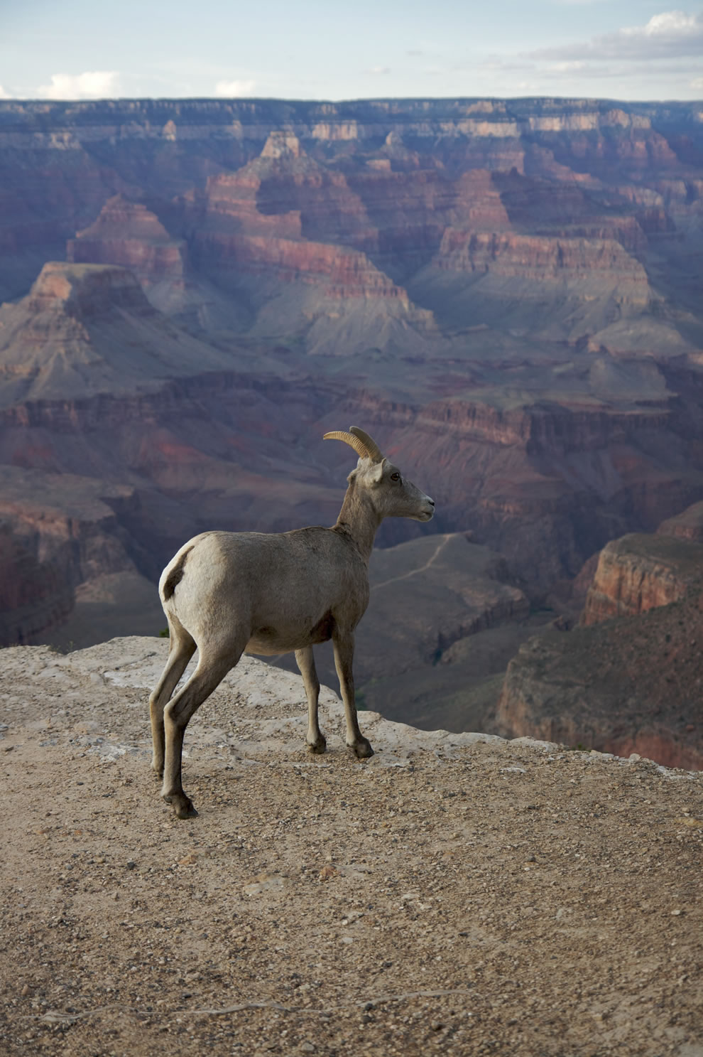 Things to do in Grand Canyon