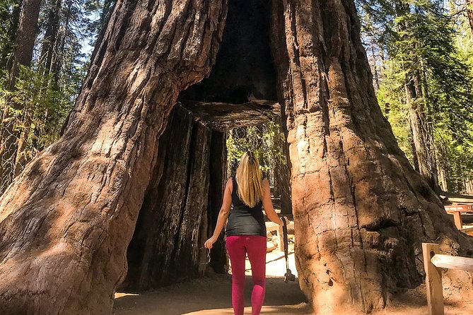 Places to see in Yosemite National Park, Mariposa Grove of Giant Sequoias