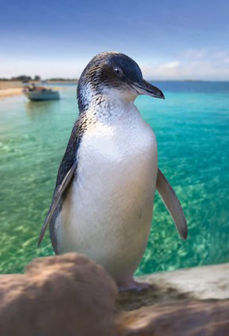A penguin in front of the blue water on Penguin Island is ideal as a holiday for animal lovers.