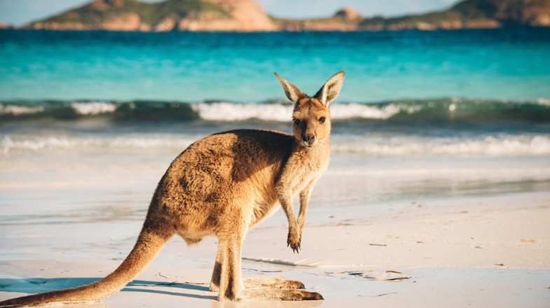 A kangaroo on the beautiful beaches of Kangaroo Island.