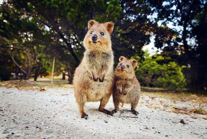 Two Quokkas on the beach on Rottnest Island make it an ideal holiday for picture with wildlife.