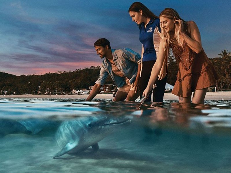 Guests feed dolphins in the shallow water at sunset at Tangalooma.